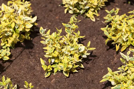 Euonymus jap. 'Rokujo' (Rykojo) - 20-25 CM C3 - image 3