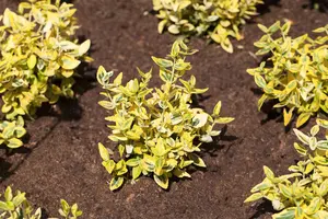 Euonymus jap. 'Rokujo' (Rykojo) - 20-25 CM C3 - image 3