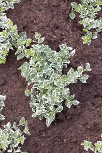 Euonymus jap. 'Siebe' - 5 Ltr pot - image 5