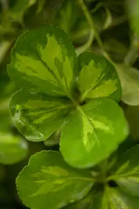 Euonymus jap. 'Silver Simon' - P11 - image 5