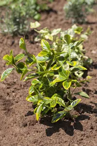 Euonymus jap. 'Silver Simon' - P11 - image 4