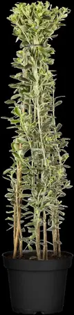 Euonymus jap. 'Susan' - LINERS 28 CEL TRAY P8 SIZE