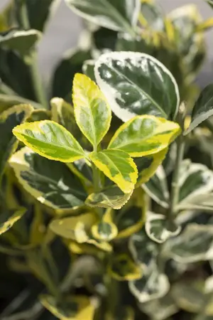 Euonymus jap. 'Twins' - P13 - image 1