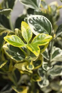 Euonymus jap. 'Twins'