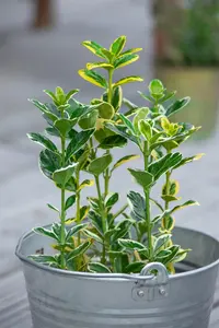 Euonymus jap. 'Twins' - P13 - image 4