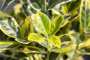 Euonymus jap. 'Twins' - P13 - image 2