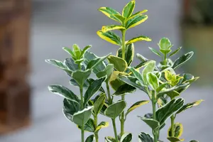 Euonymus jap. 'Twins' - P13 - image 3