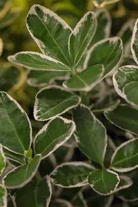 Euonymus jap. 'White Spire' - 3 Ltr pot - image 4