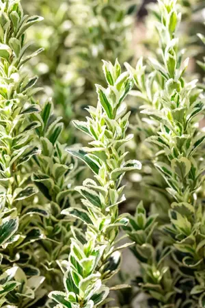 Euonymus jap. 'White Spire' - 3 Ltr pot - image 3