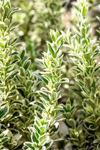 Euonymus jap. 'White Spire' - 3 Ltr pot - image 3
