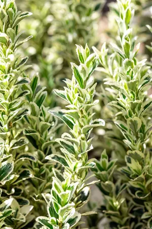 Euonymus jap. 'White Spire' - 25-30 CM C3 - image 2