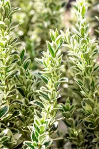 Euonymus jap. 'White Spire' - 25-30 CM C3 - image 2