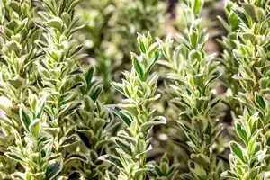 Euonymus jap. 'White Spire' - 3 Ltr pot - image 2