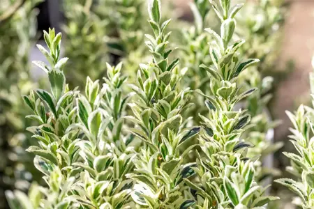 Euonymus jap. 'White Spire' - 3 Ltr pot - image 4