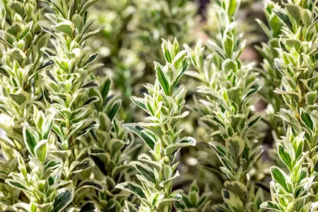 Euonymus jap. 'White Spire' - 5 Ltr pot - image 1