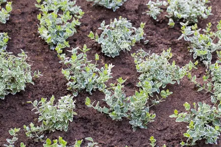 Euonymus japonicus - 40-60 CM C5 - image 4