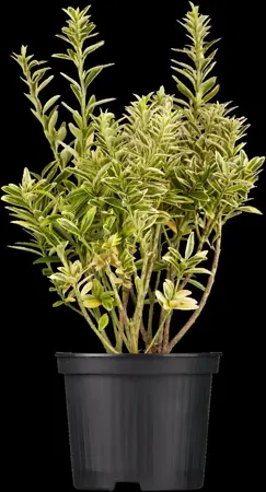 Euonymus japonicus - 10 Ltr pot - image 2