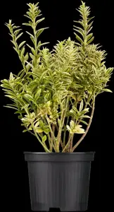 Euonymus japonicus - 40-60 CM C3 - image 2