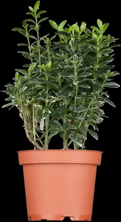 Euonymus japonicus - 10 Ltr pot - image 1