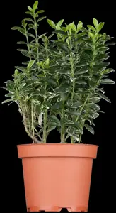 Euonymus japonicus - 10 Ltr pot - image 1