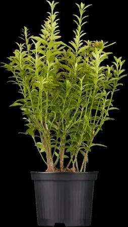Euonymus japonicus - 10 Ltr pot - image 3