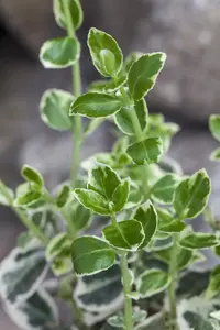 Euonymus mix - 1.5 Ltr pot - image 2