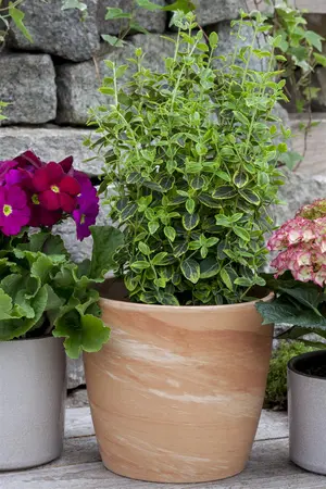 Euonymus mix - 1.5 Ltr pot - image 3