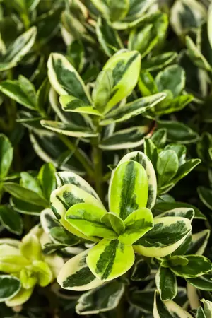 Euonymus mix - 1.5 Ltr pot - image 4