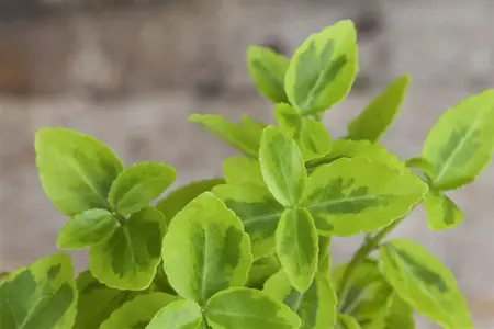 Euonymus mix - 1.5 Ltr pot - image 1