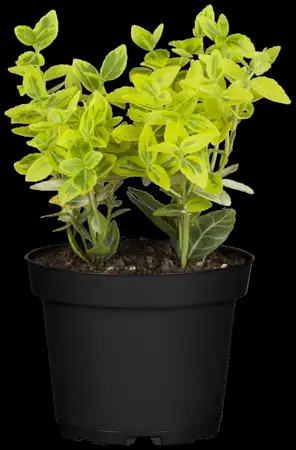 Euonymus mix - 1.5 Ltr pot - image 5