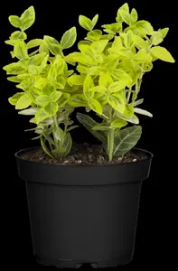 Euonymus mix - 1.5 Ltr pot - image 5