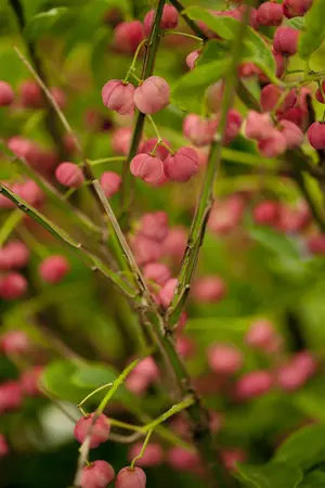 Euonymus phellomanus - 60-80 CM C20 - image 2