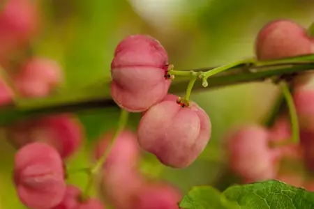 Euonymus phellomanus - 1/2 STDS C10 - image 1