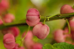 Euonymus phellomanus