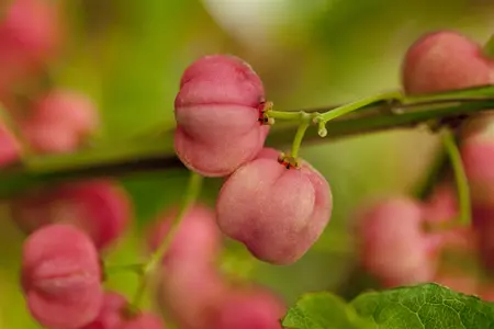 Euonymus phellomanus - 20 Ltr pot - image 1