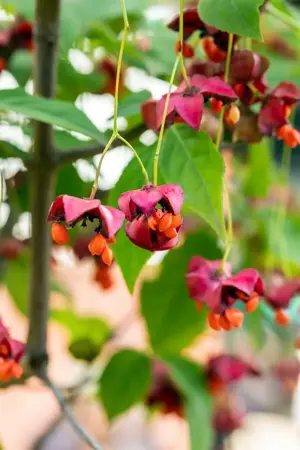 Euonymus planipes - MULTISTEM 100-125 CM RB - image 3