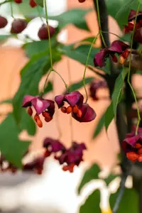 Euonymus planipes - MULTISTEM 100-125 CM RB - image 5