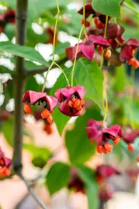 Euonymus planipes - 40-50 CM C5 - image 3