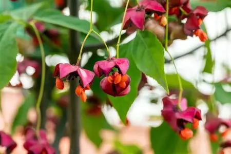 Euonymus planipes - MULTISTEM 100-125 CM RB - image 2