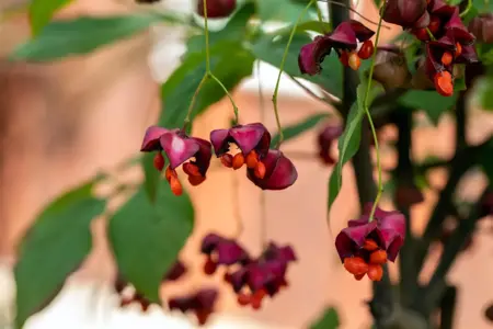 Euonymus planipes - MULTISTEM 100-125 CM RB - image 4