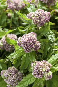 Eupatorium cannabinum - P9 - image 3