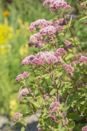 Eupatorium cannabinum - P9 - image 5