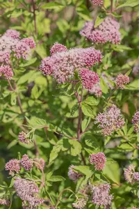 Eupatorium cannabinum - 2 Ltr pot - image 5