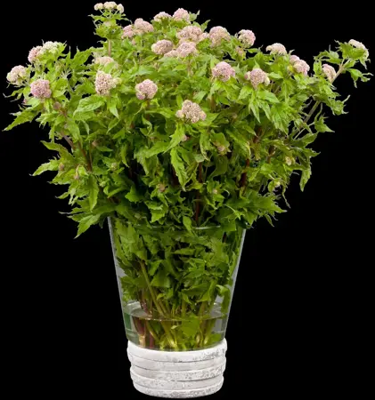 Eupatorium cannabinum - P9 - image 2