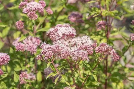 Eupatorium cannabinum - P9 - image 4