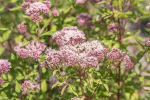 Eupatorium cannabinum - P9 - image 4