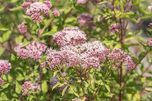 Eupatorium cannabinum - 2 Ltr pot - image 3