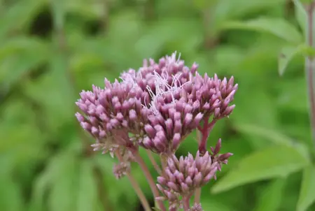 Eupatorium cannabinum - P9 - image 1
