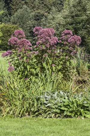 Eupatorium purpureum - P11 - image 4