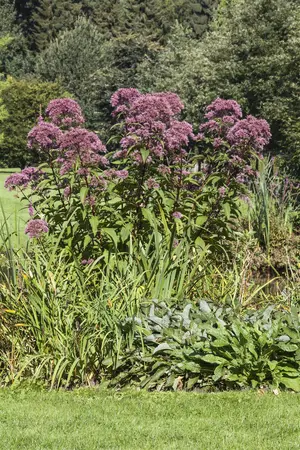 Eupatorium purpureum - 2 Ltr pot - image 4